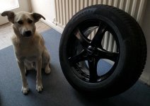 Hund passt auf.jpg