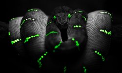 dark_green_and_black_desktop_wallpaper_hd_91.jpg